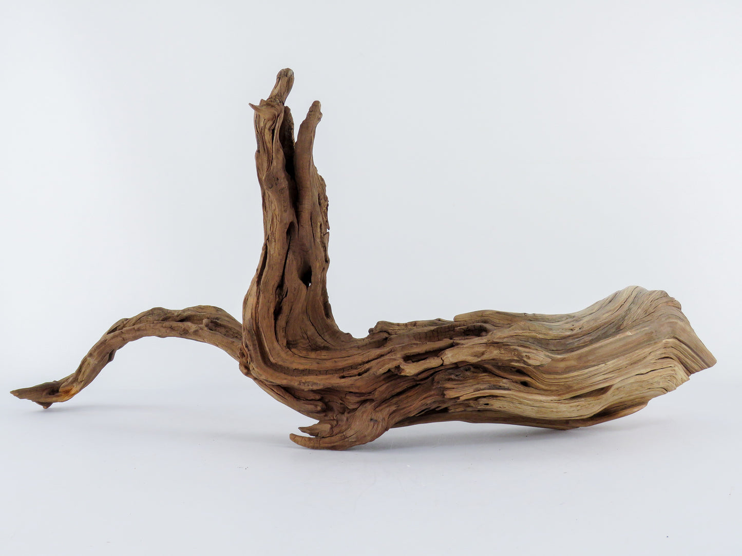 Manzanita Log with root end (24“), Great driftwood for Aquascaping your Tank or Terrarium Decor