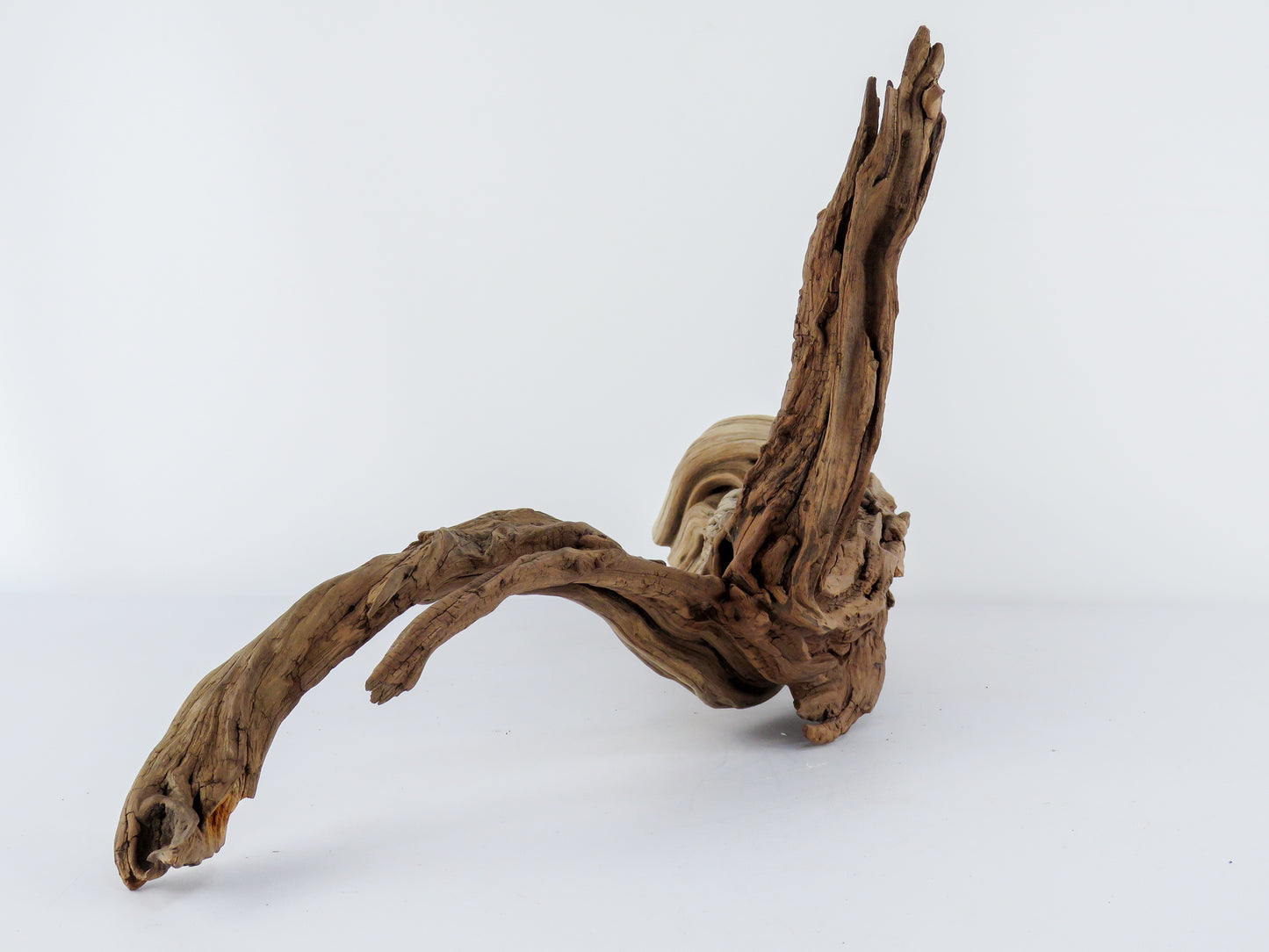 Manzanita Log with root end (24“), Great driftwood for Aquascaping your Tank or Terrarium Decor