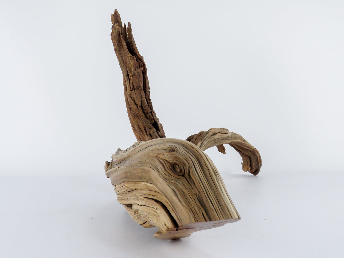 Manzanita Log with root end (24“), Great driftwood for Aquascaping your Tank or Terrarium Decor