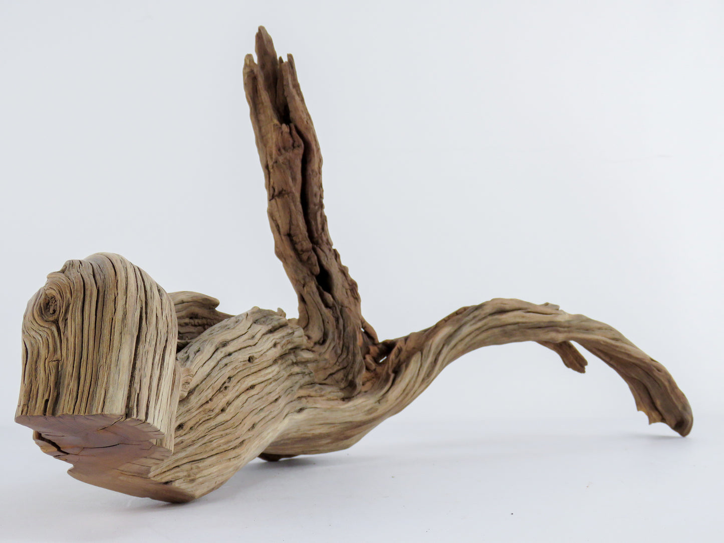 Manzanita Log with root end (24“), Great driftwood for Aquascaping your Tank or Terrarium Decor