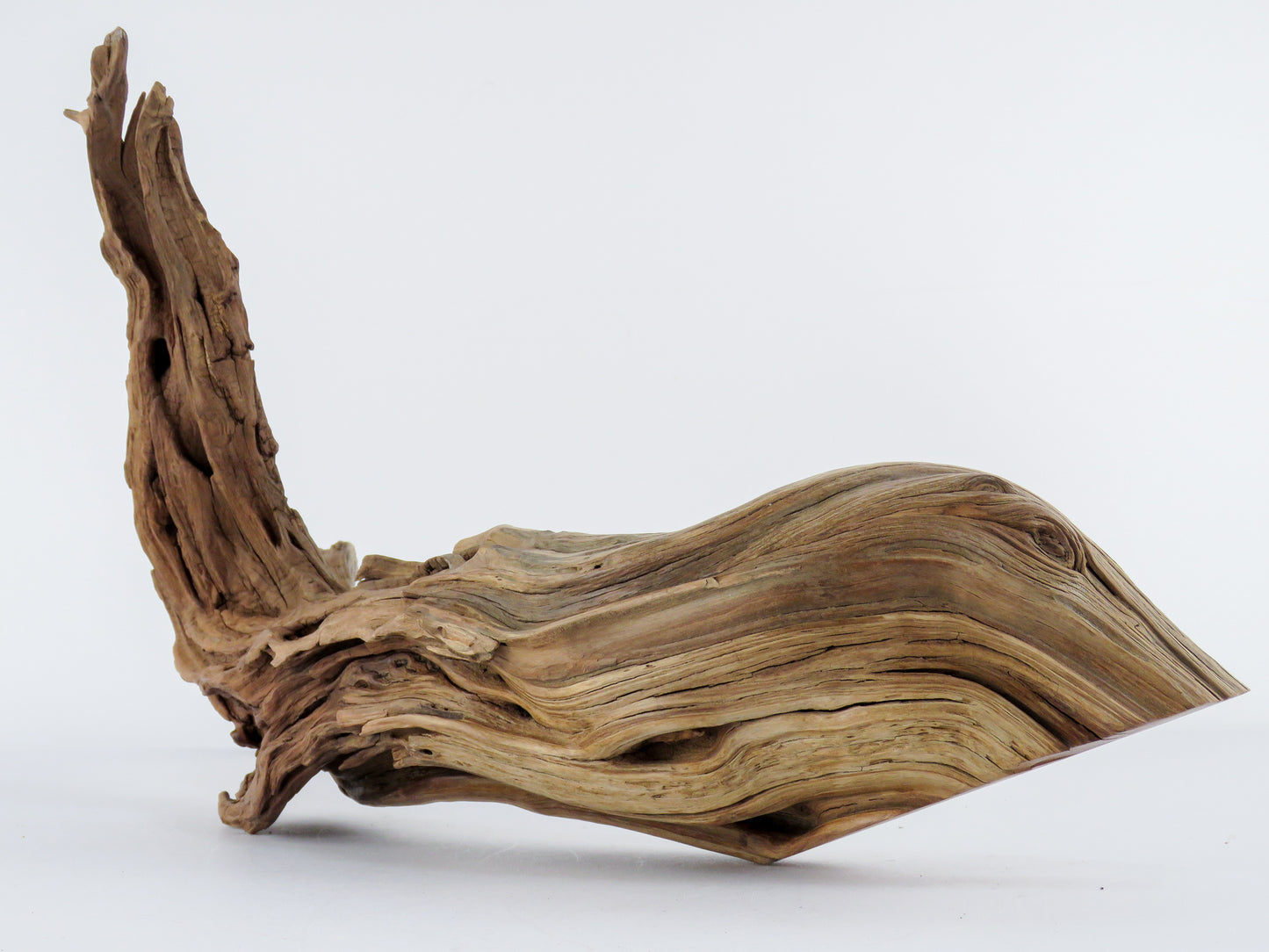 Manzanita Log with root end (24“), Great driftwood for Aquascaping your Tank or Terrarium Decor