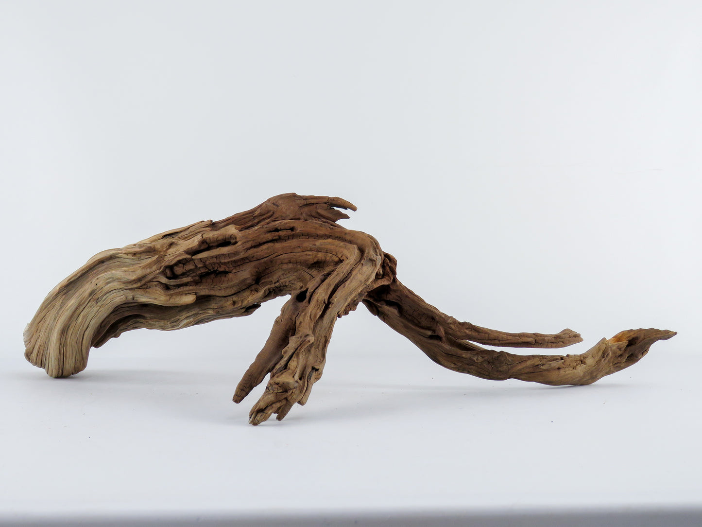Manzanita Log with root end (24“), Great driftwood for Aquascaping your Tank or Terrarium Decor