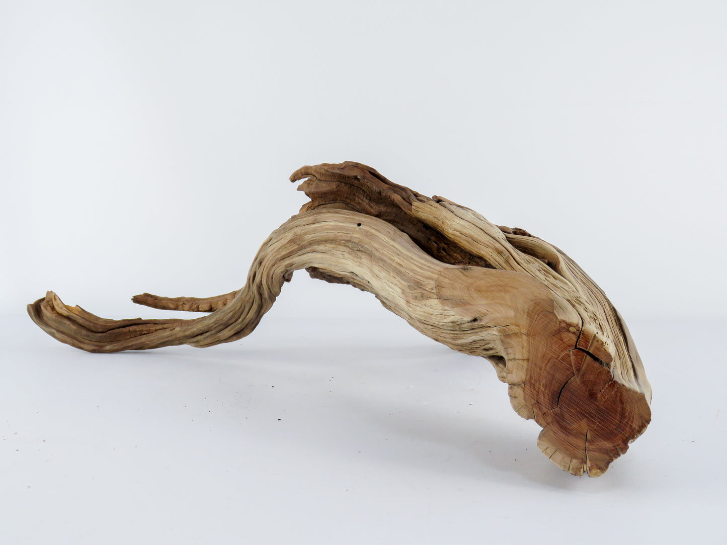 Manzanita Log with root end (24“), Great driftwood for Aquascaping your Tank or Terrarium Decor