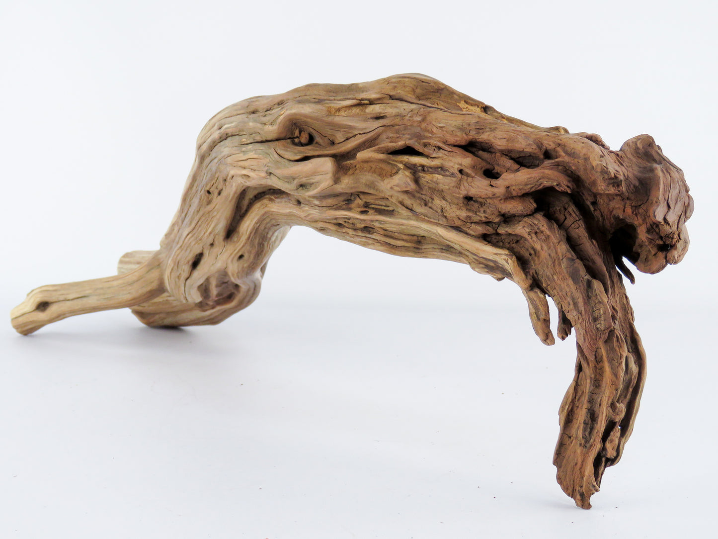 Manzanita Driftwood Log with Root end (23"), This arched log is perfect for Reptile enclosures, Terrariums, Aquarium or Home Decor