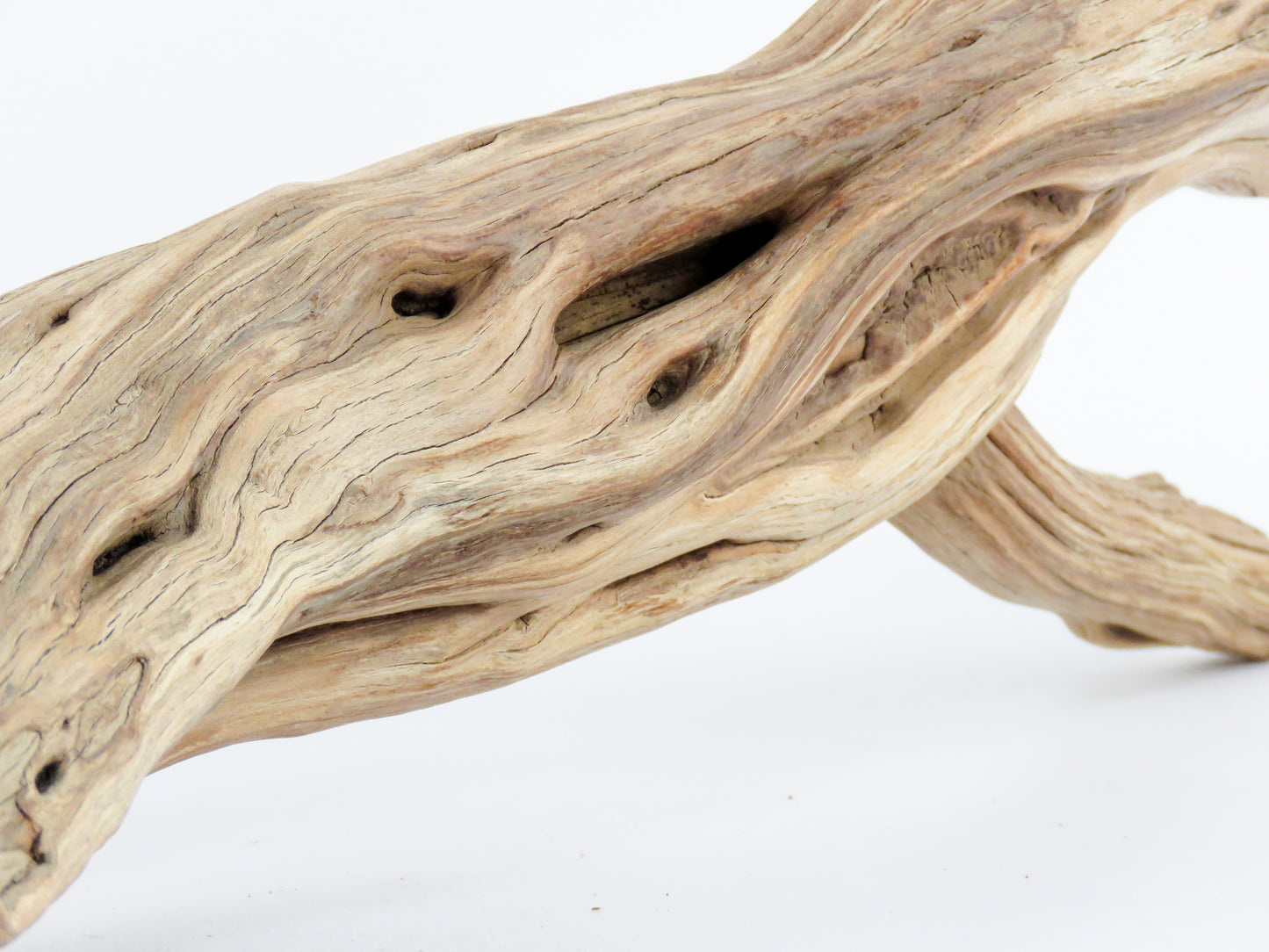 Manzanita Driftwood Log with Root end (23"), This arched log is perfect for Reptile enclosures, Terrariums, Aquarium or Home Decor