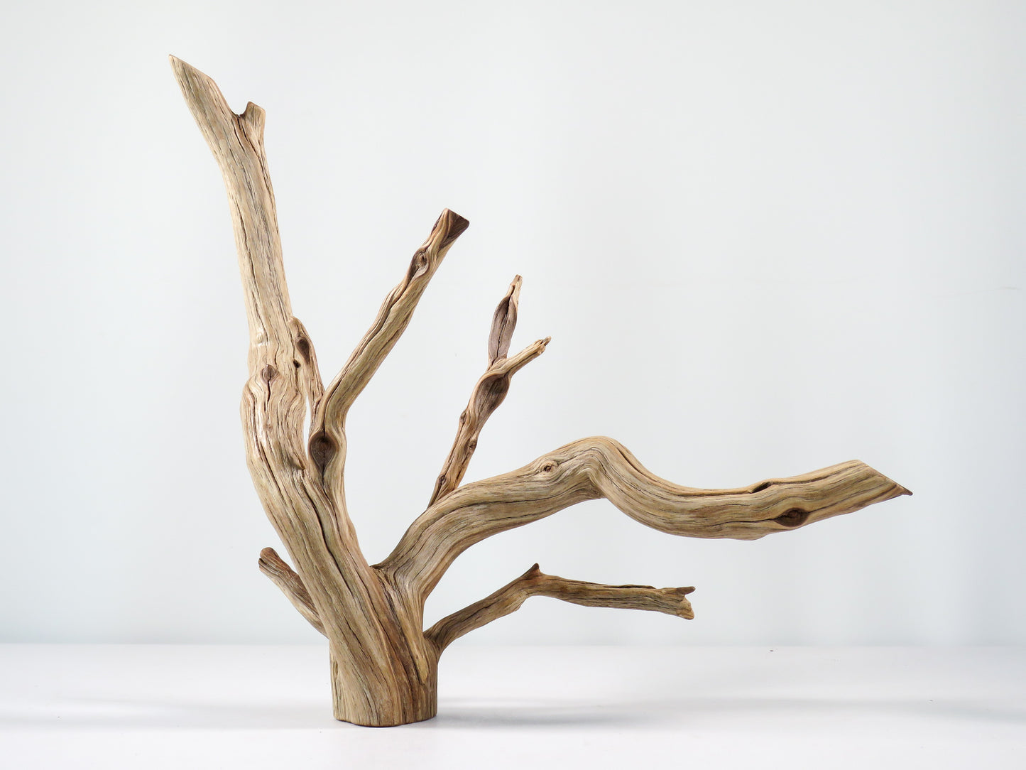 Aquarium Driftwood, (17“), Manzanita Branch ready for Aquascaping your fish tank decor or Terrarium Decor