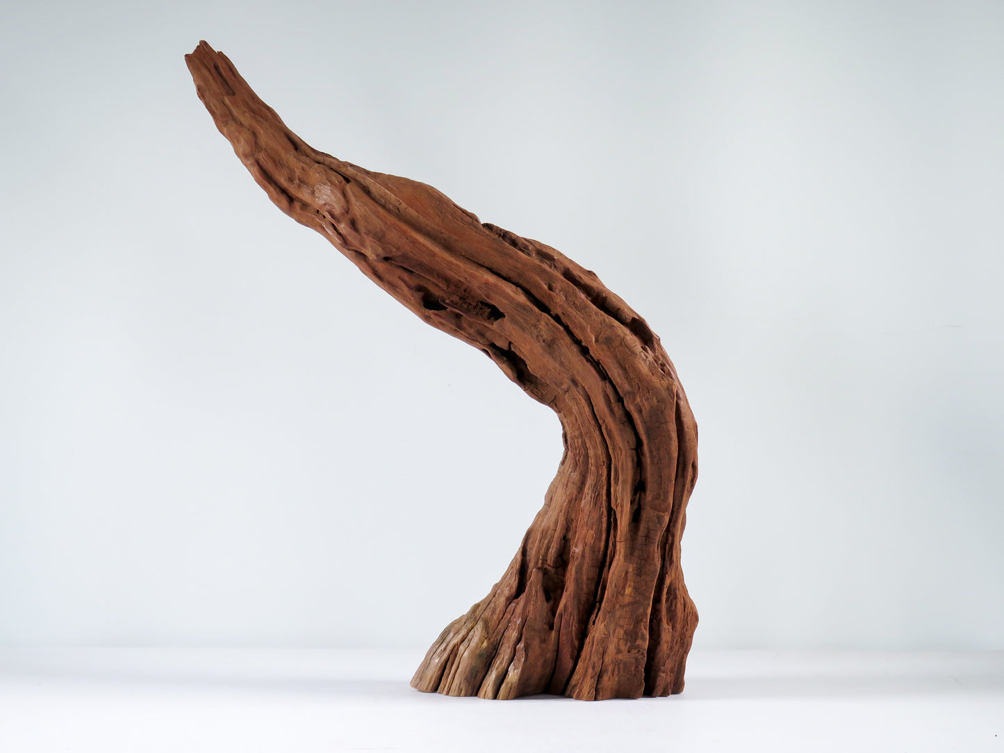 Manzanita Root (2 pc set), Great driftwood for Aquascaping your Tank or Terrarium Decor