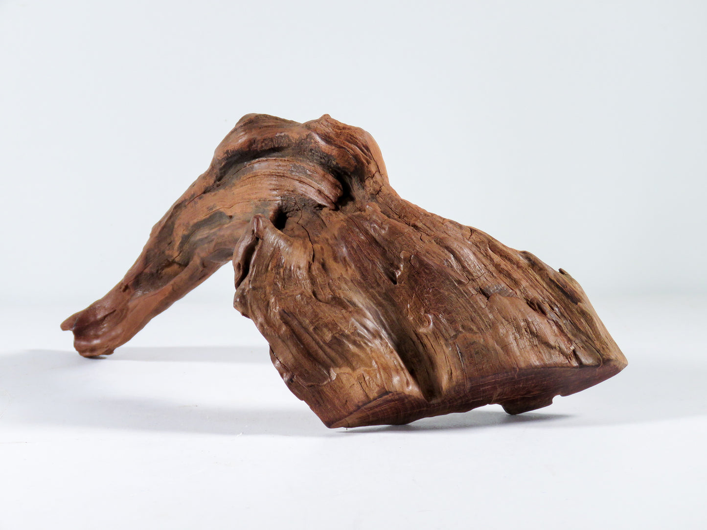 Manzanita Root (2 pc set), Great driftwood for Aquascaping your Tank or Terrarium Decor