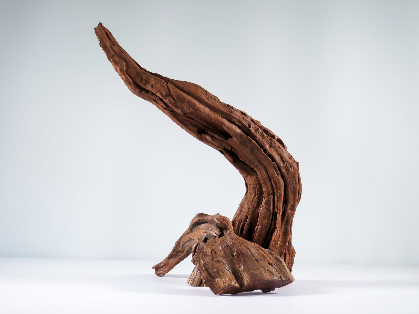 Manzanita Root (2 pc set), Great driftwood for Aquascaping your Tank or Terrarium Decor