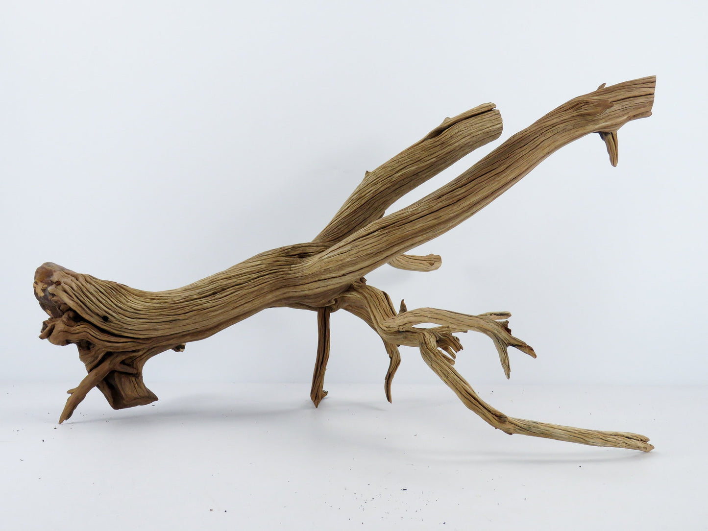 Manzanita Driftwood