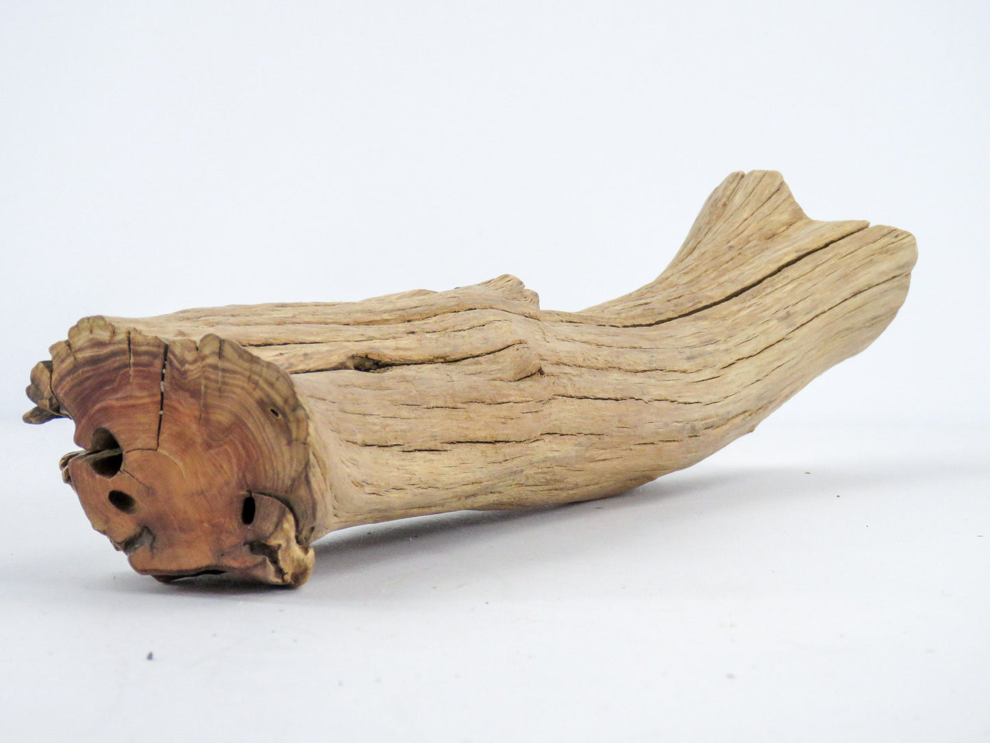 Smooth Manzanita Aquarium Driftwood log, (16"), Reptile Terrarium, Driftwood Decor, Vivarium Wood, High-Quality Arizona Manzanita Branches