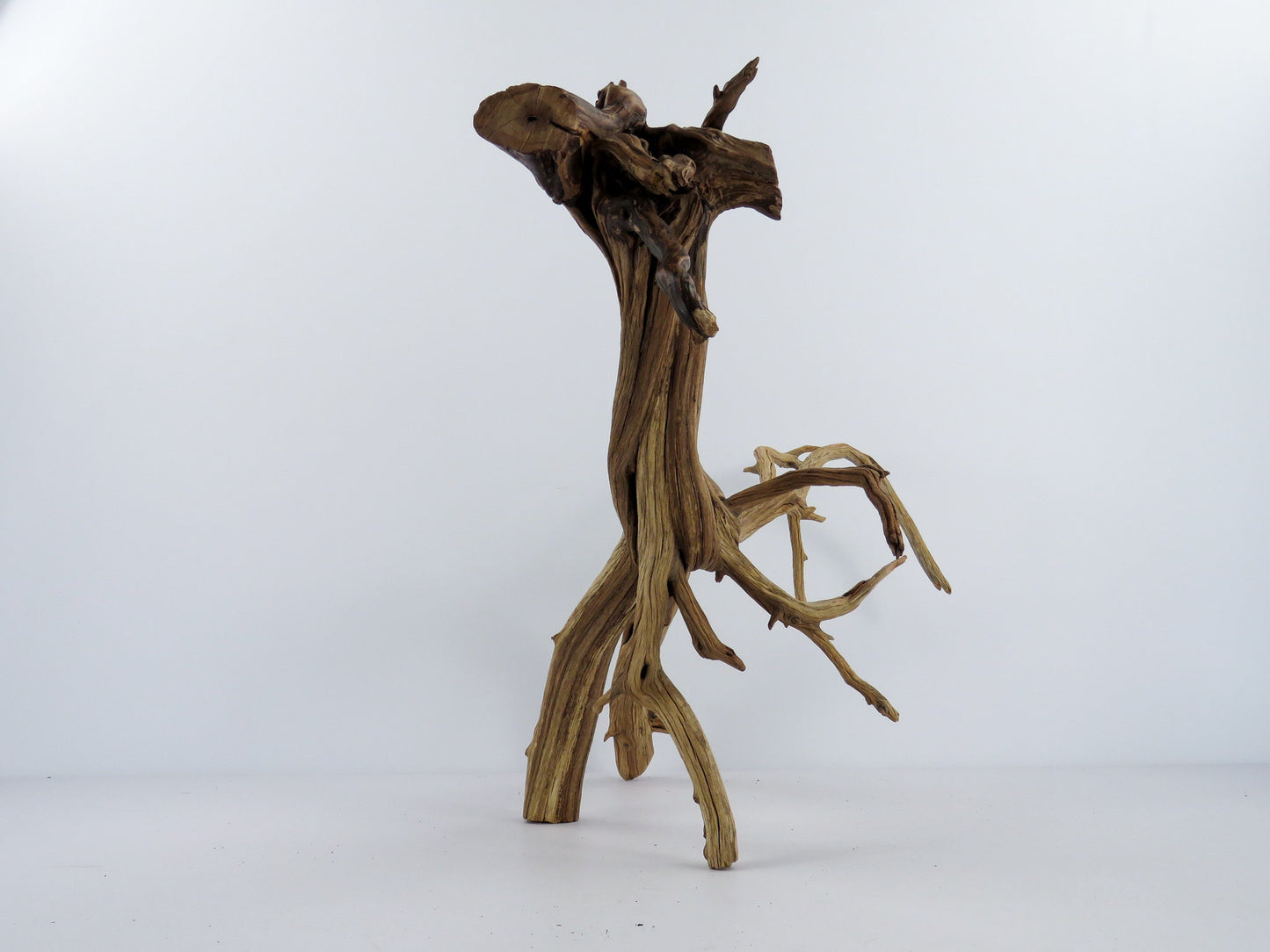 Large Aquarium Driftwood with Root end, (24"), Fish Tank Decor, Reptile Tank Decor, Terrarium Decor, Vivarium Decor