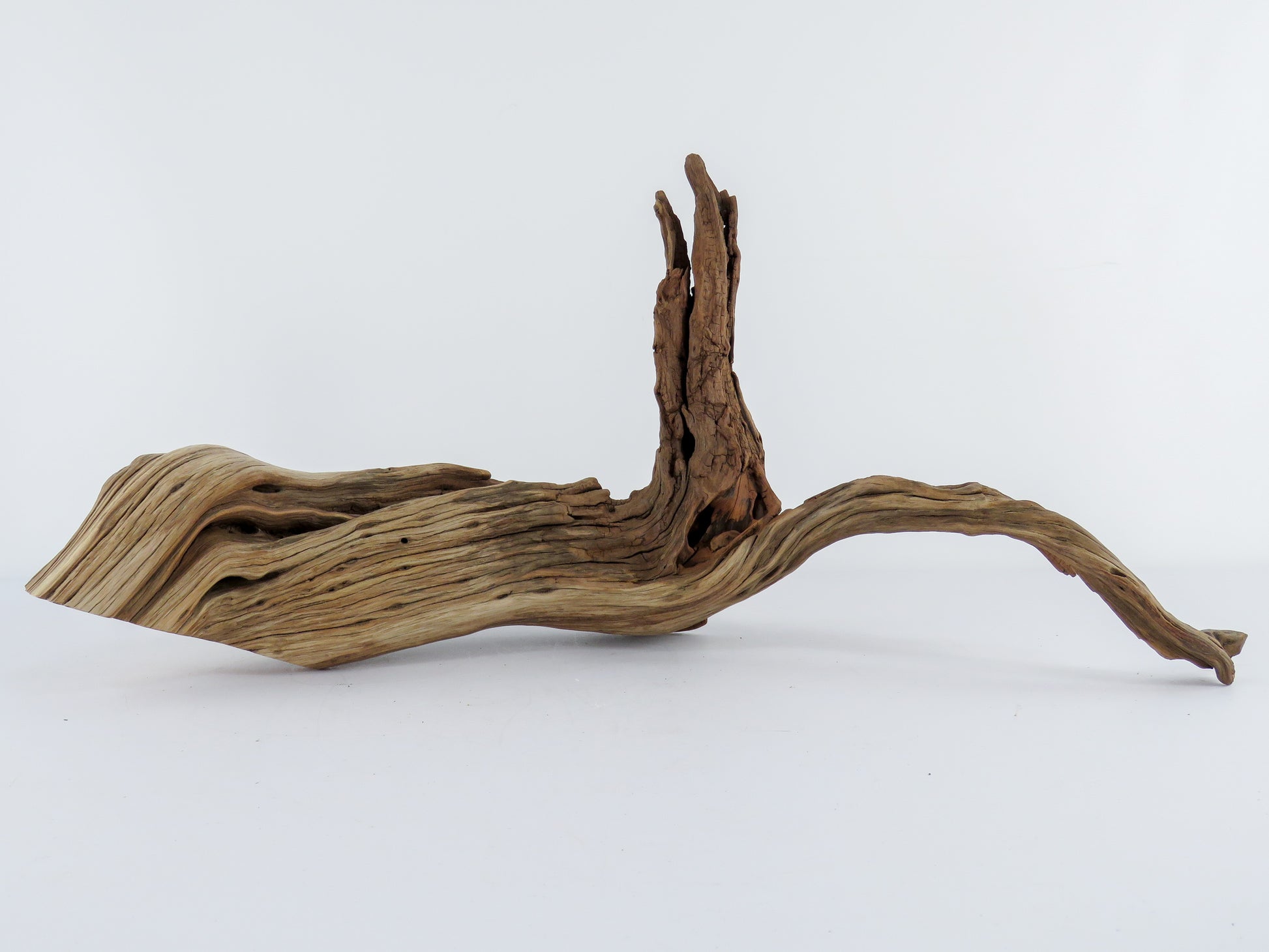 Manzanita Driftwood Log with Root end | The Ideal Conditions