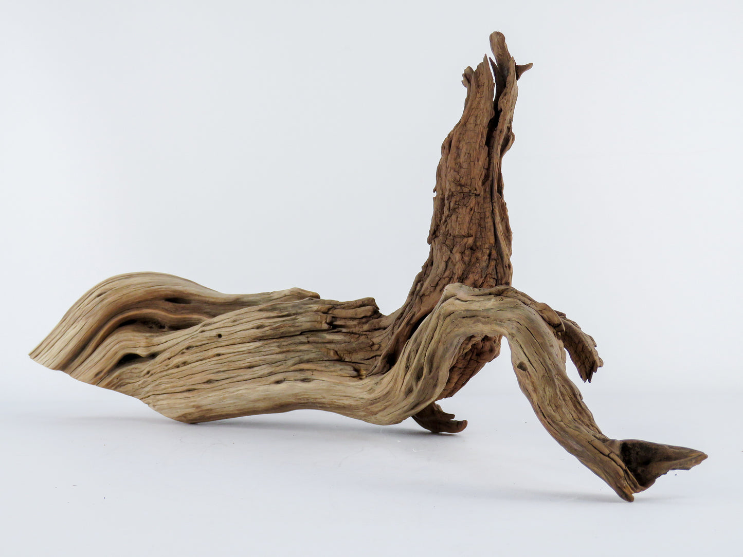 Manzanita Log with root end (24“), Great driftwood for Aquascaping your Tank or Terrarium Decor