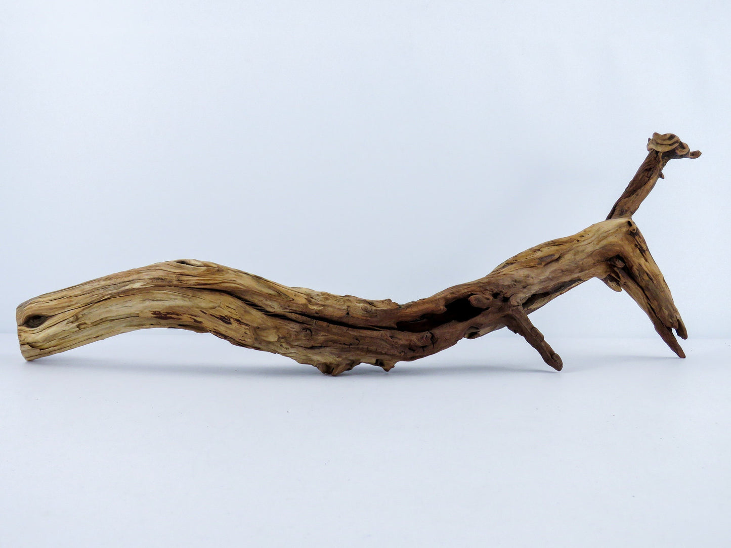 Unique Driftwood with Root, (22"), Reptile Tank Decor, Aquarium, Vivarium Decor, Terrarium Decor, High-Quality Arizona Manzanita Driftwood