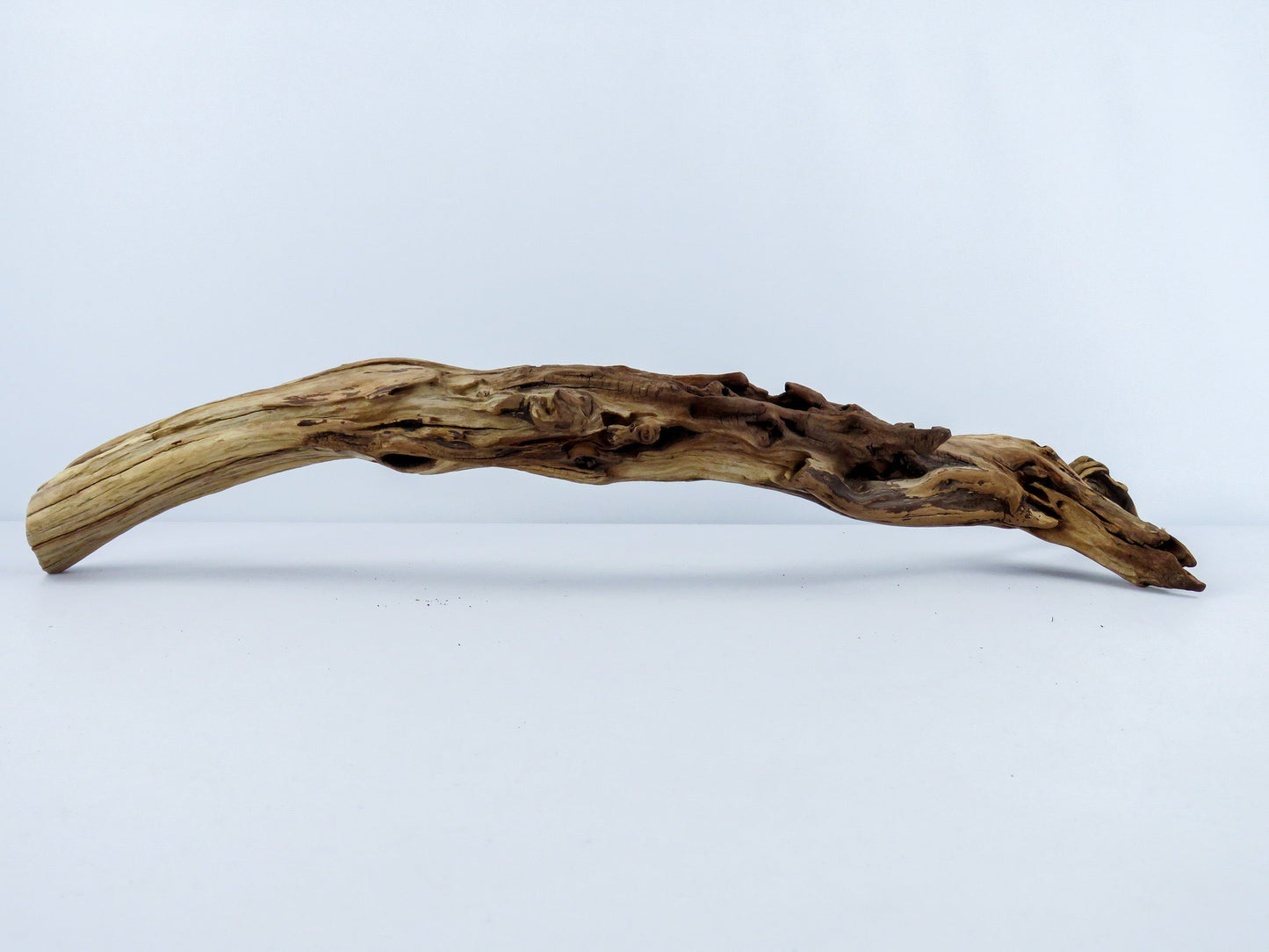 Unique Driftwood with Root, (22"), Reptile Tank Decor, Aquarium, Vivarium Decor, Terrarium Decor, High-Quality Arizona Manzanita Driftwood